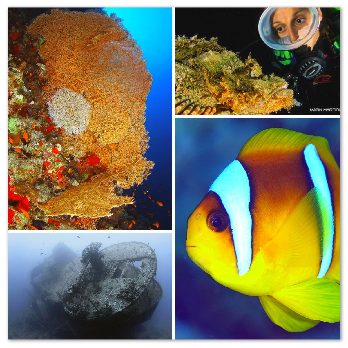 Suny Diving Travel (sunyvictoria) Twitter