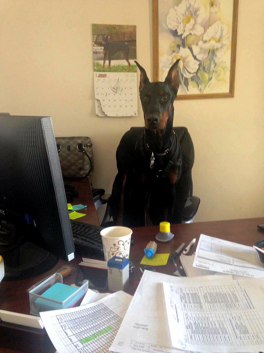 Jaxtsuu's tweet photo. Found a rare picture of @NovaD0g working at square trade https://t.co/yVtjVu2D7C