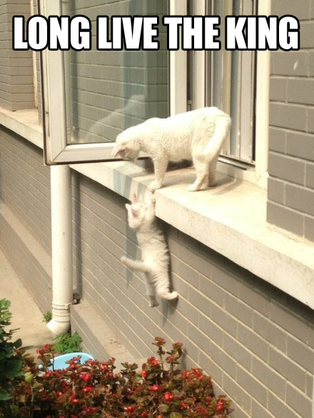 The Cult Cat tweet media