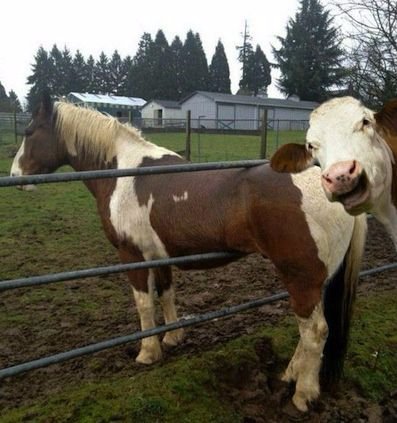 PortSaintLucieF's tweet photo. In a similar situation? Get a better fence today...

#FencingServices #FenceHumor #CowMoment https://t.co/hYRyeHMhxN