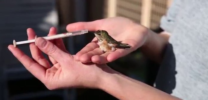 Inspirely's tweet photo. Amazing People Rescue Exhausted Hummingbird https://t.co/IpZH3Ewdts #Hummingbird #AnimalRescue #GoodNews #Animals https://t.co/EfkhdC0hxt