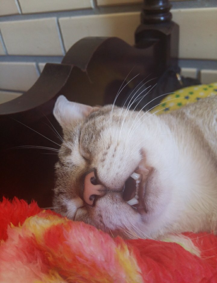 wtfmiu's tweet photo. não vai dar pra ir surgiu uns compromissos de última hora https://t.co/msECUMNvys