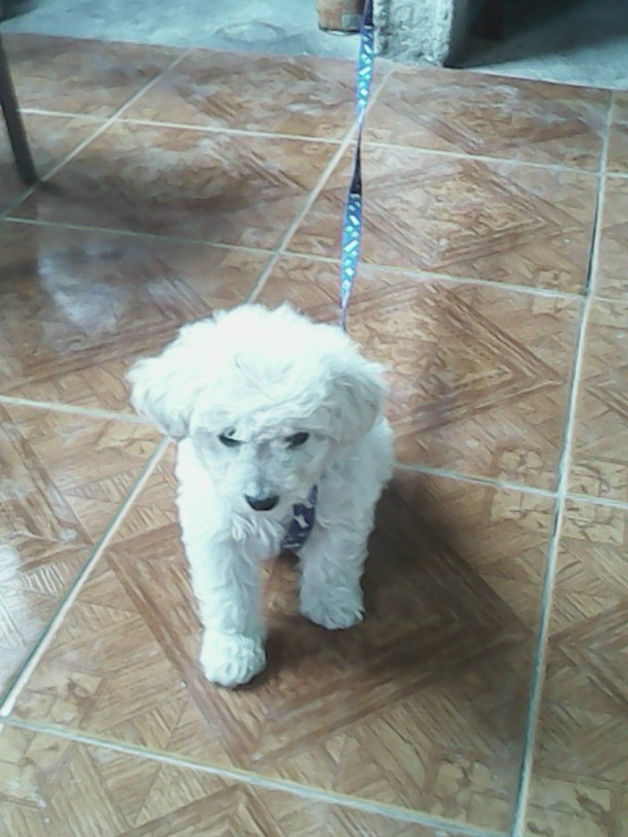 fyonathan03's tweet image. Nuestra mascota