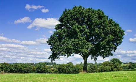 Asset360Surplus's tweet image. Did you know that recycling one ton of paper conserves 17 trees?