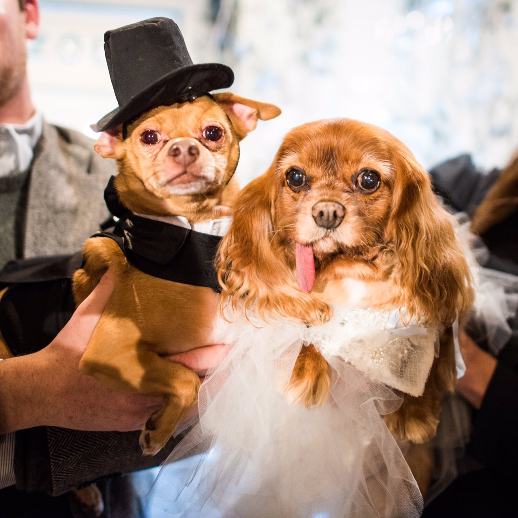 thedogist's tweet image. Finn &amp;amp; Toast, Chiweenie &amp;amp; CKCS, NYC • "Toast married Finn because of his puppy-mill rescue mission. Also, he's hot."
