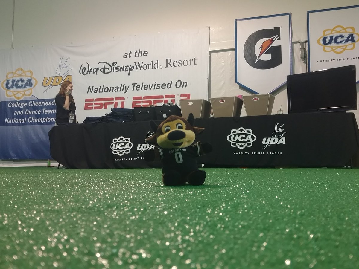 Chip the Buffalo tweet media