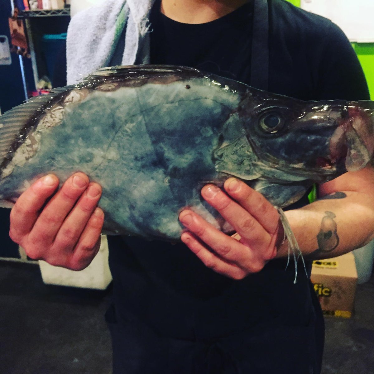 Just in John Dory crudo tonight with kohlrabi, Asian pear, and lime