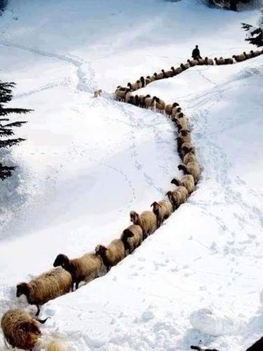 cambriaca's tweet photo. Me today - joining in the #AskEI chat - #BeingASheep ... hahaha.. why, oh, why? #AlwaysInvisible to @enrique305 https://t.co/GMYkQn2FsR