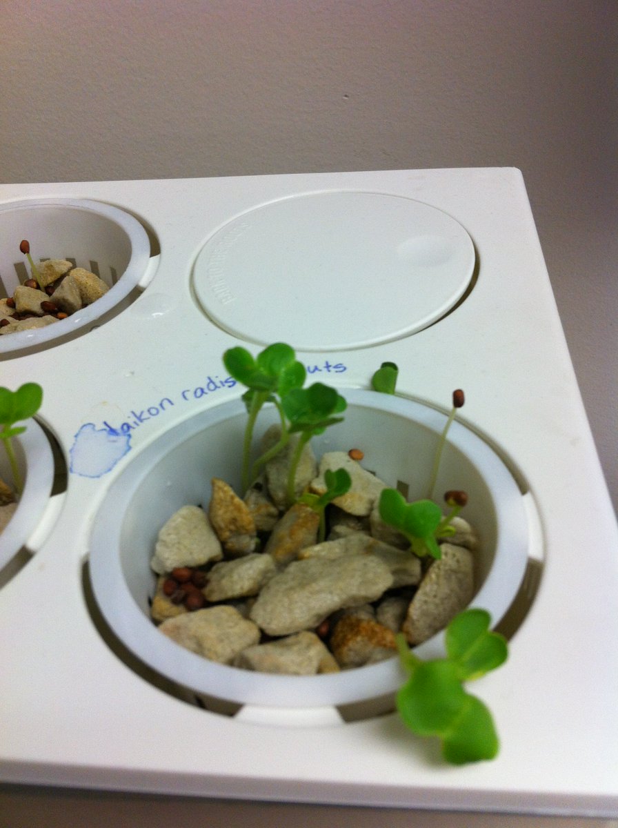 MsBarringtonCG's tweet image. Taste test! Daikon radish sprouts are spicy! @APPLESchools @TimberleaSchool #whytimberlearocks #aquaponics #rainbow