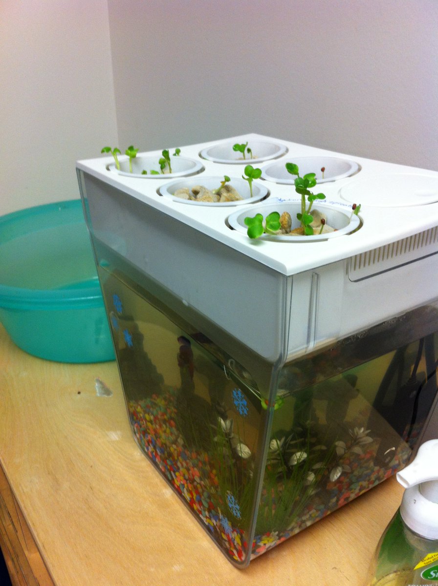 MsBarringtonCG's tweet image. Taste test! Daikon radish sprouts are spicy! @APPLESchools @TimberleaSchool #whytimberlearocks #aquaponics #rainbow