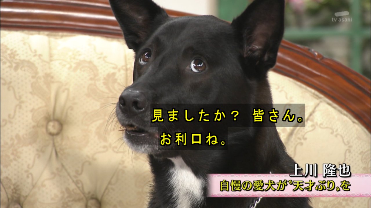 تويتر 長いおり 投稿数ゼロtuber على تويتر 徹子の部屋にでてた上川隆也の犬 めくちゃくちゃお利口で可愛い T Co Zavadfklw4