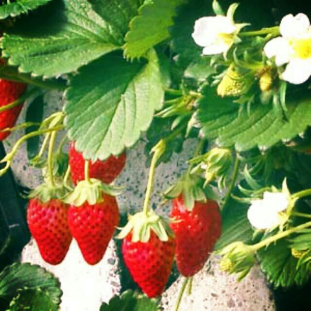 ᴅɪᴀɴ ᴍᴇɢᴀ シ tweet media