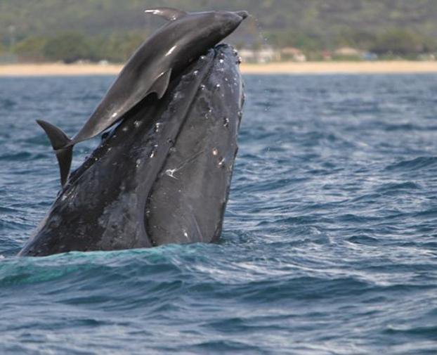 Playful dolphins have been spotted riding whales off the coast of Hawaii.