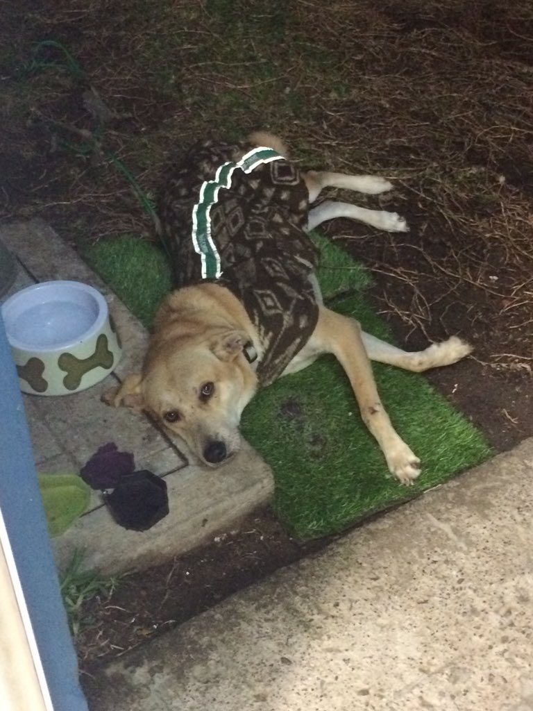 Shining707's tweet photo. Lindo Simba en adopción buen guardián, mega cariñoso, muy territorial. Esterilizado, vacunado, desparasitado. https://t.co/ek5dUVKjOi