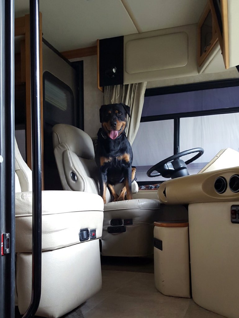 TyNapp501's tweet photo. My dog looking like "Bro we gone leave or naw?" #rotlife @_QuailMan23 https://t.co/jyq6lohxQ6