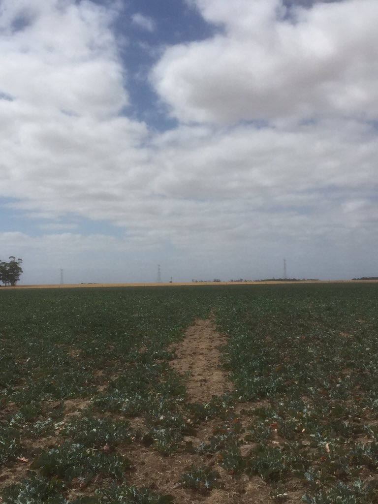 edwardncdurham's tweet image. A miss spray from spring time out of pasture showing up now in #DPCanola #moistureretention??