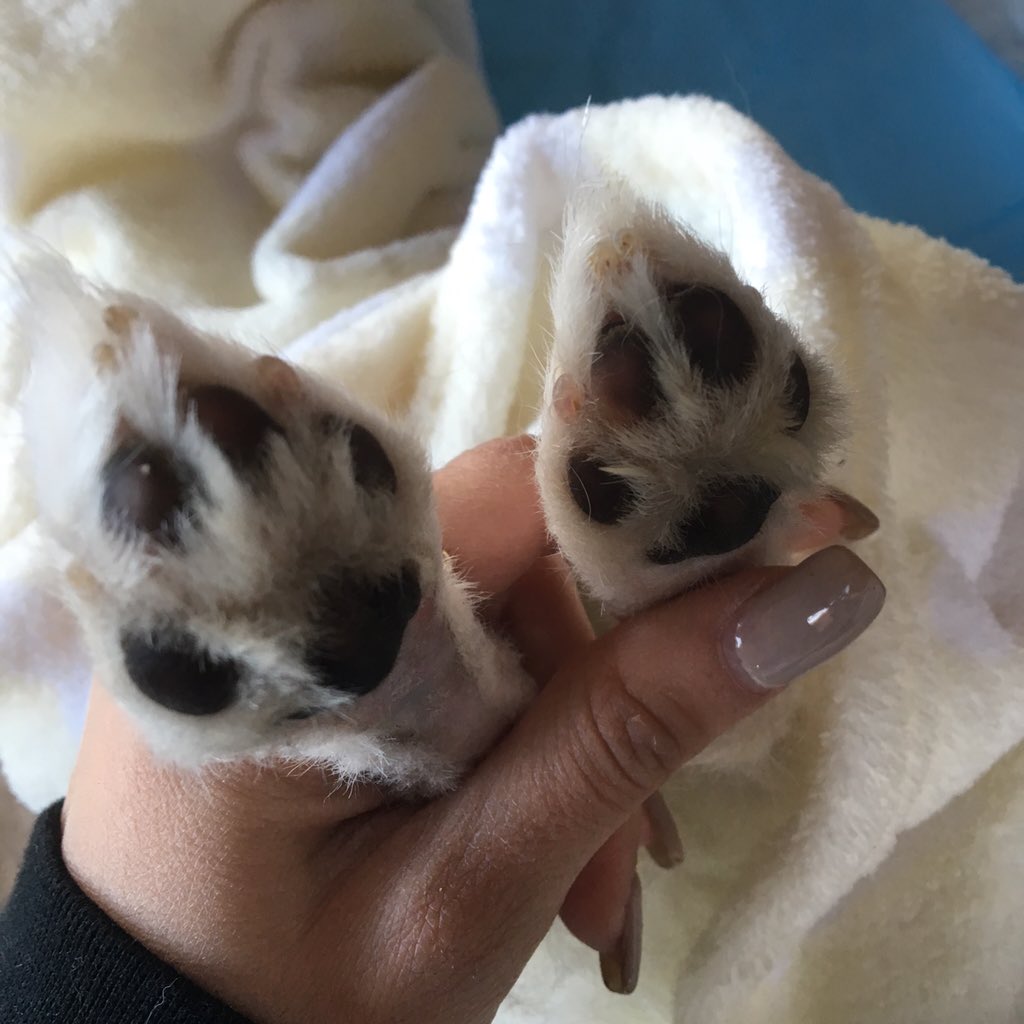 sssniperwolf's tweet photo. You were the nicest, sweetest baby in the world and mommy, daddy &amp; Kaz loved you &amp; will miss you very much Tuna https://t.co/rjeD9QY6cX