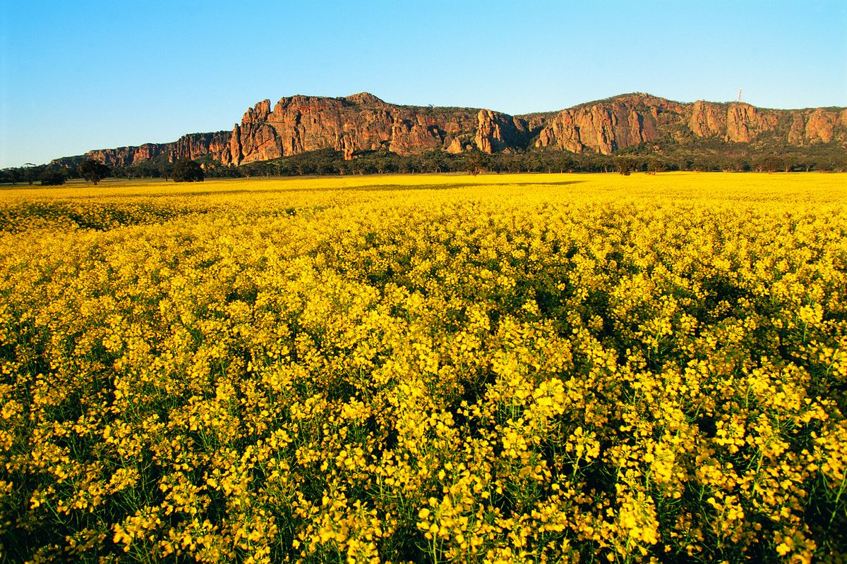 Melbourne's tweet image. For those about to rock, we recommend Mt Arapiles. ow.ly/X2hk7 #visitgrampians