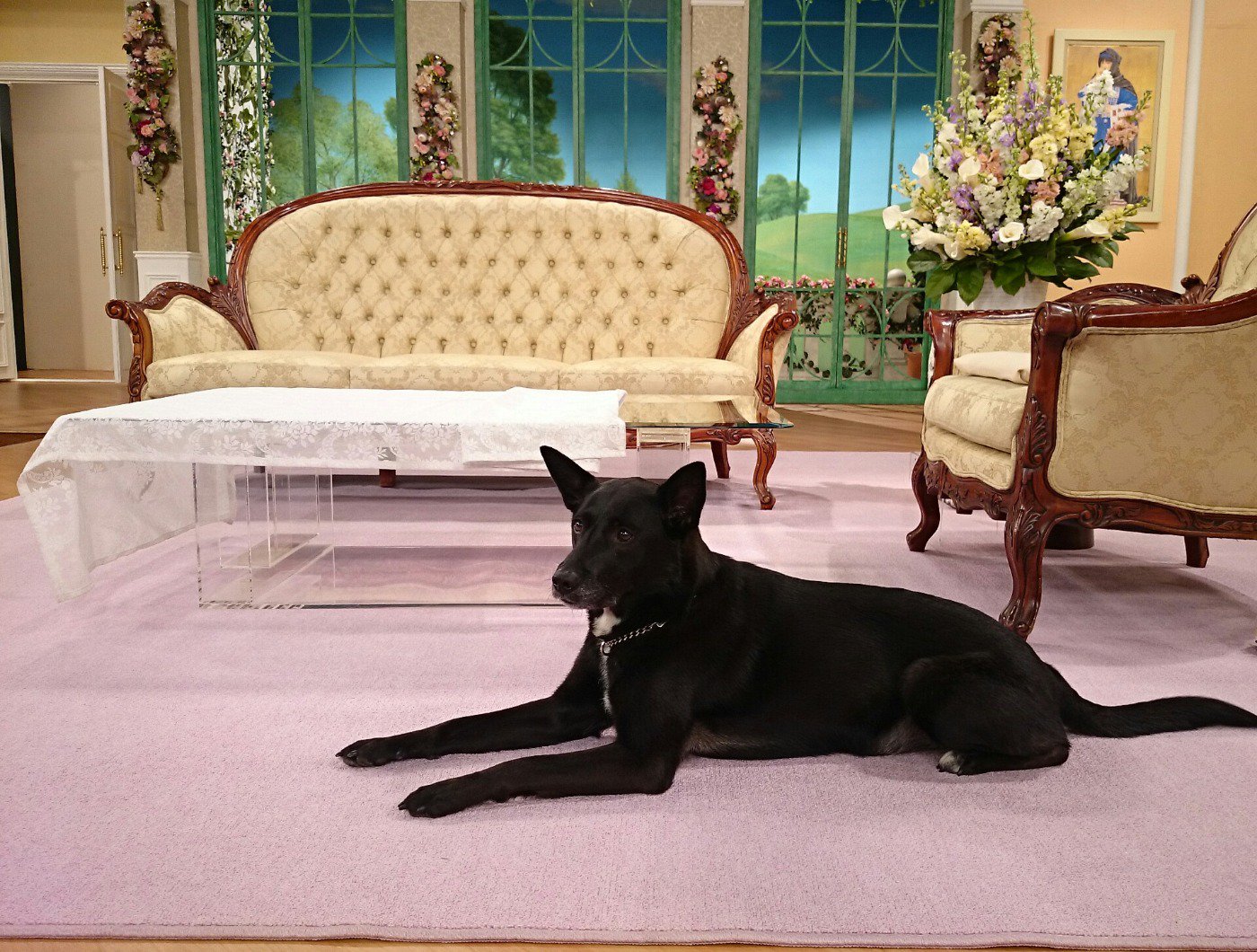 上川隆也 Staff Twitterren 徹子の部屋 では 上川さんの愛犬ノワールちゃんも出演致します Staff1号 T Co A0epa1toee 上川隆也 Staff Twitterren 徹子の部屋 では 上川さんの愛犬ノワールちゃんも出演致します Staff1号 T Co A0epa1toee