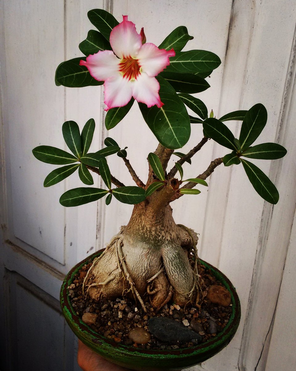 ParadaVarzea's tweet photo. A primeira flor do ano de Oxóssi, tem mais 8 brotos com a sépala e a inflorescência. Coisa linda!
#Bonsai #sepala https://t.co/mWNGhDXTzs