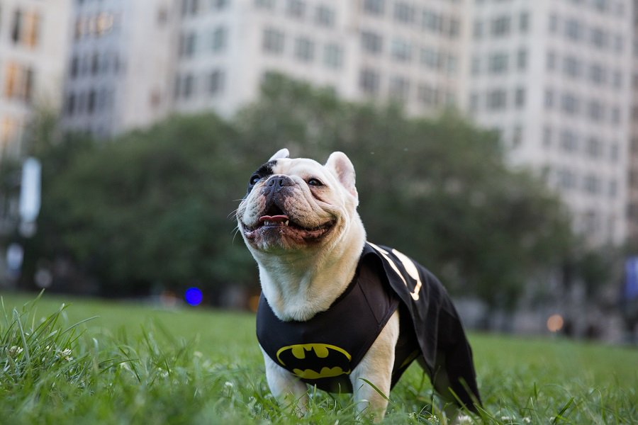 PetSmart tweet media