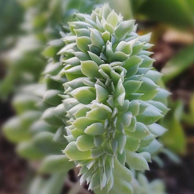 CRESTED ❤️ #leafandclay #succulents (📷: @howtosucculents)