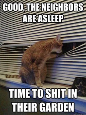 LeldeSaulgozis's tweet photo. good, the neighbors are asleep - time to shit in their garden - FUNNY... https://t.co/jFFpXHglsp #funnycats #catpi… https://t.co/nC4aCotRsx
