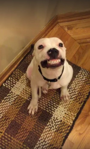 nbcbayarea's tweet photo. Say cheese! Rescue pup smiles for camera in viral video. https://t.co/NRvtNNCqfU https://t.co/0RwTLixv6I