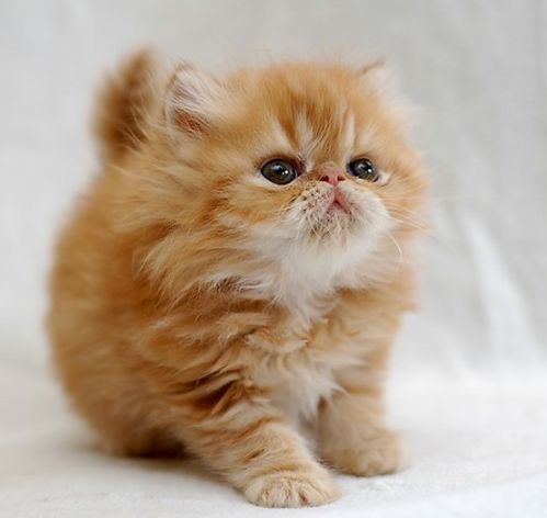 CutestPaw's tweet photo. So fluffy! https://t.co/hc0u12YlKp https://t.co/PiMr61p274