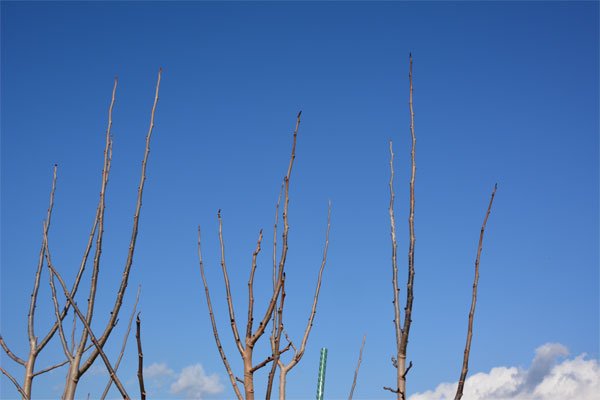 国産アーモンド