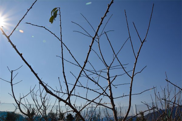 国産アーモンド