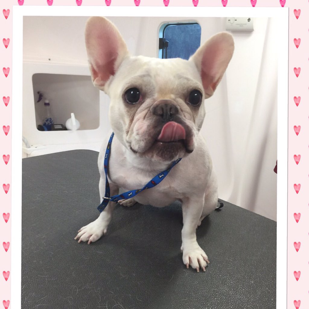 👅#frenchie #bluepoochspaw #mobilegrooming #lakecountyflorida #florida #louisapark #clermont #minneola #wintergarden