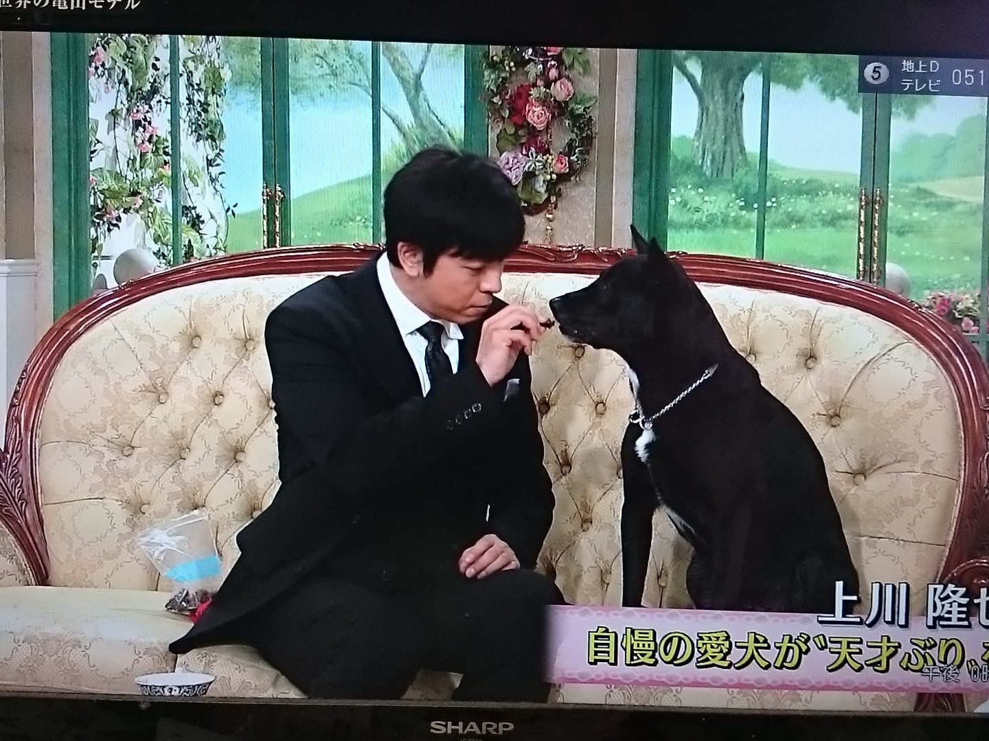 棚 たまたまtvつけたら徹子の部屋ゲストの上川隆也さんの愛犬ノワールがおりこうさんすぎて徹子さん頭のてっぺんから声が出たように思いました 笑 T Co Bjt7vpcmgv Twitter