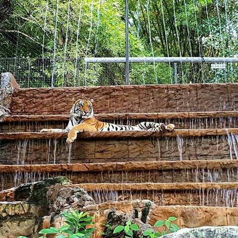 DestinationTnT's tweet photo. Tiger at Emperor Valley Zoo #emperorvalleyzoo #trinidad  -  https://t.co/xCttHaHa1h https://t.co/309cOkFry0