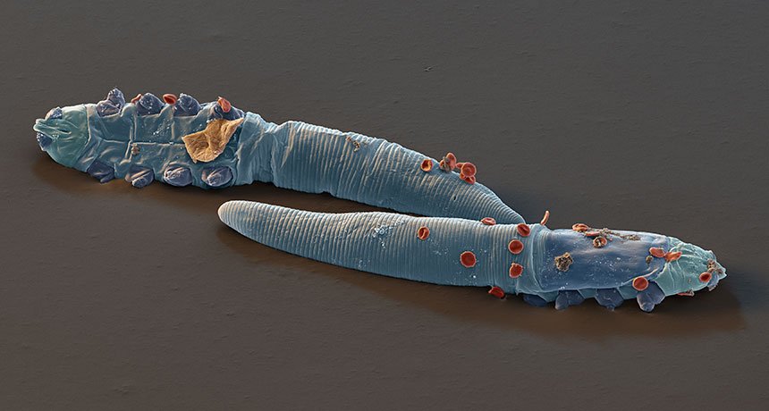 For the tiny mites that live on our faces, choosing a landlord may be a family matter: ow.ly/X51FD