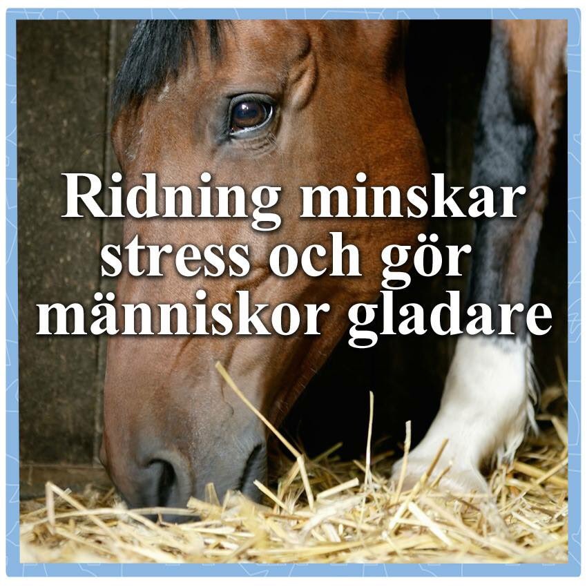 hannahsv_'s tweet photo. ja självklart, men vad har hästar med saken att göra? https://t.co/0yXgIf3dWb