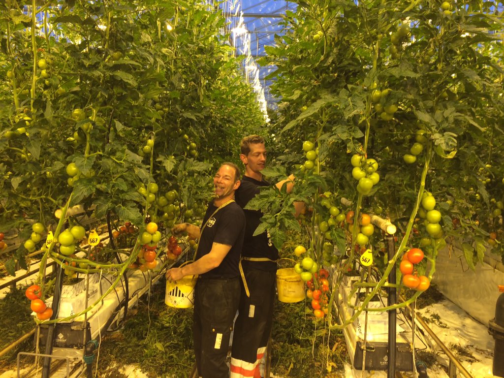 Bij @tomzwinkels om te kijken hoe het gaat met <a href="/MVOwestland/">MVO Westland</a>. Twee mensen van <a href="/Patijnenburg/">Patijnenburg</a> met plezier aan de slag!