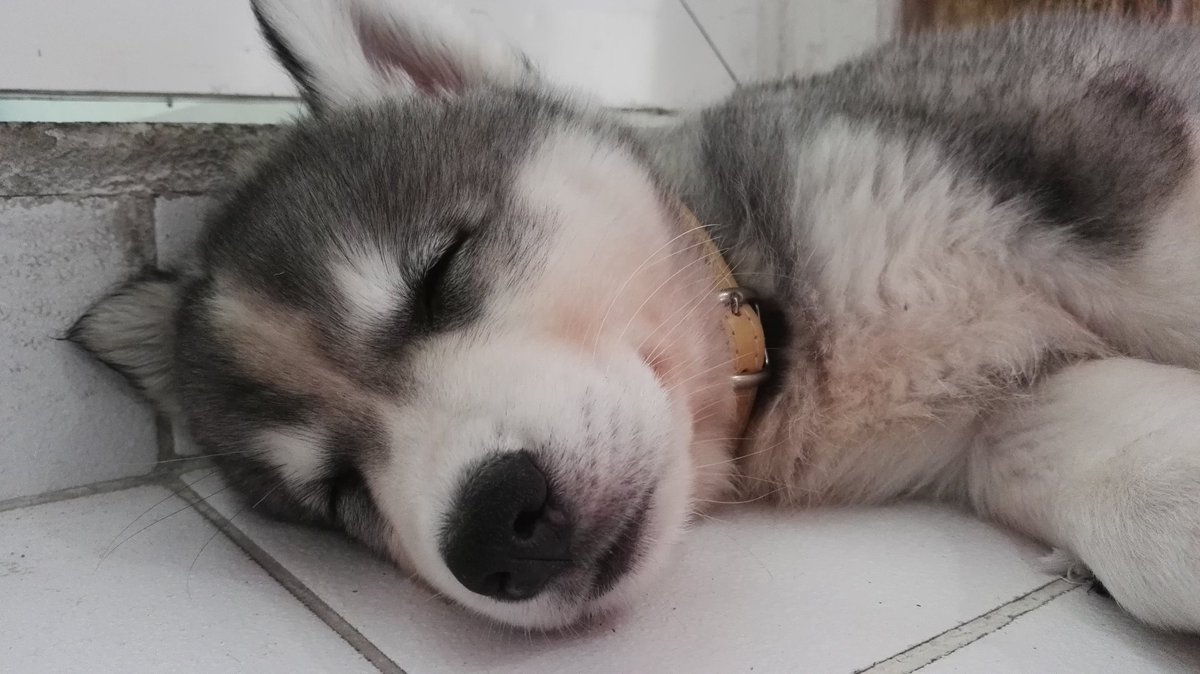Thornathemighty's tweet photo. Photoshoot time #whileheissleeping https://t.co/5k4ZnH3QU1