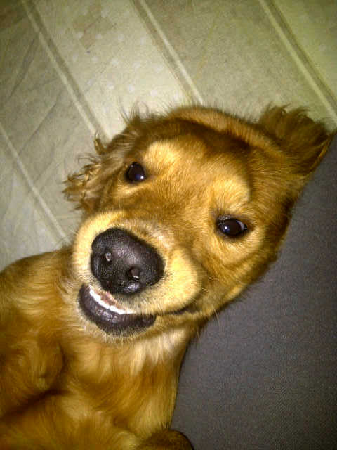 OnlyCleider's tweet photo. Amo a cookie sonrie al tomarse fotos es unico #ILoveCookie https://t.co/vCfhPG62Az