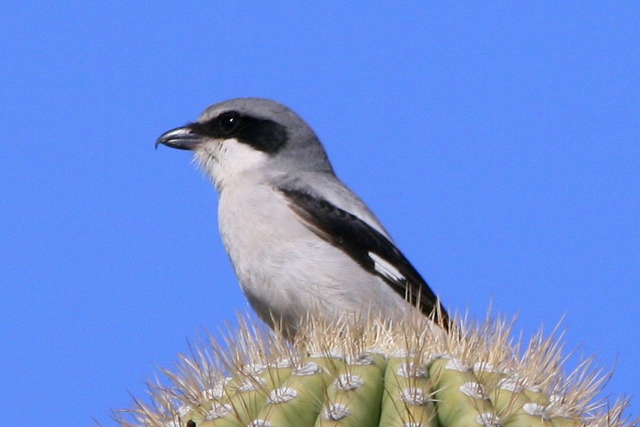 PhoebsJen's tweet photo. Loggerhead Shrike - Hawes Trail, Tonto Nat'l Forest #AZ #birds 1-14-16 https://t.co/6aX0Dp92Bl