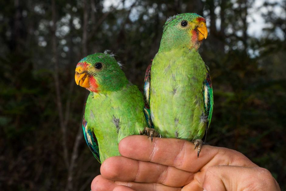 abchobart's tweet image. #ICYMI The next generation of #swiftparrots are on the move. Have you seen or heard them? abc.net.au/news/2016-01-1…