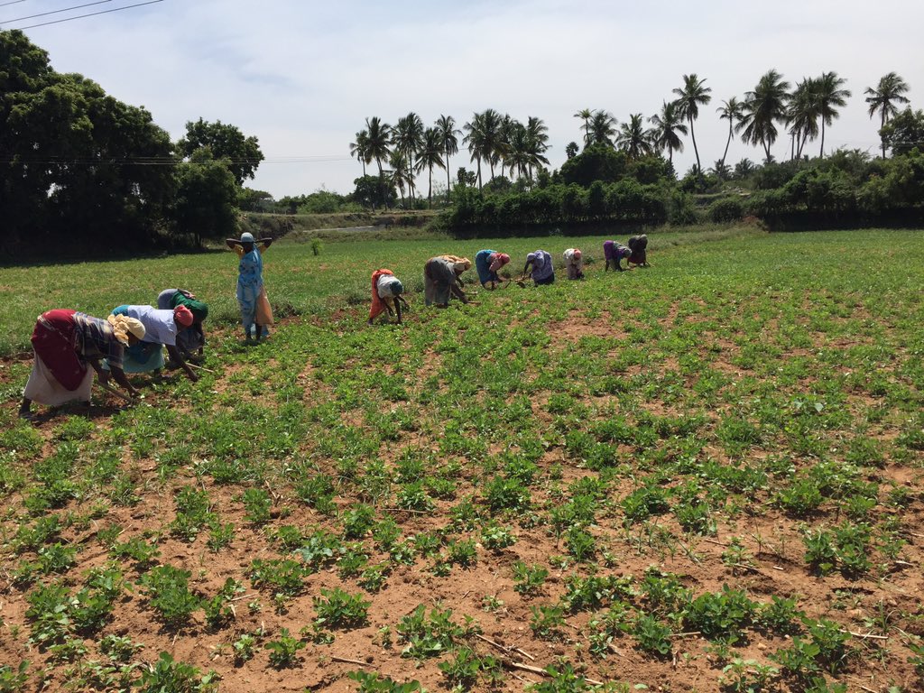 sivasankaran5's tweet image. Ground nut cultivation