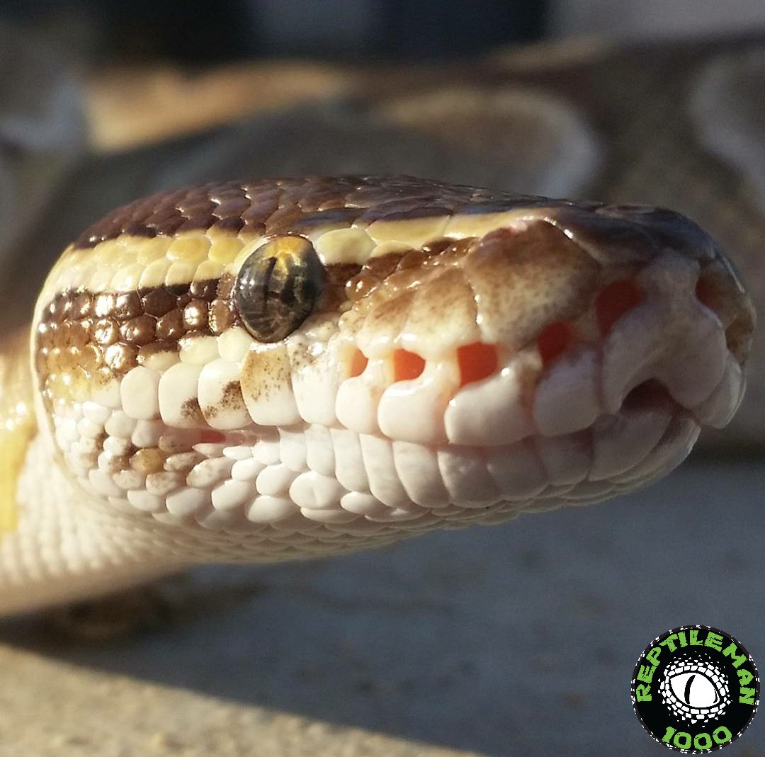 Reptileman1000's tweet image. Lilo #butterballpython #butterballpythons #ballpython #ballpythons #balls #python #snake #snakes #reptilesoftwitter