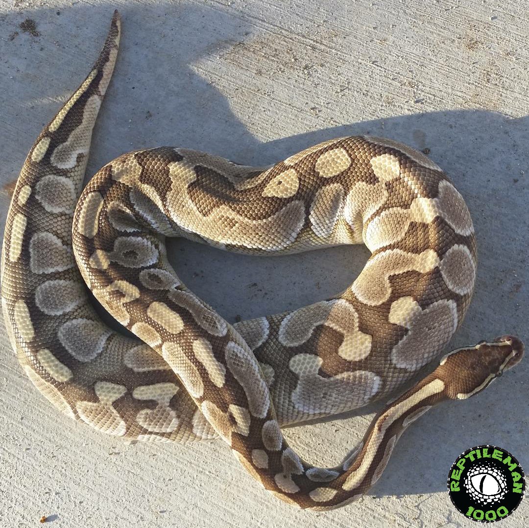 Reptileman1000's tweet image. Lilo #butterballpython #butterballpythons #ballpython #ballpythons #balls #python #snake #snakes #reptilesoftwitter