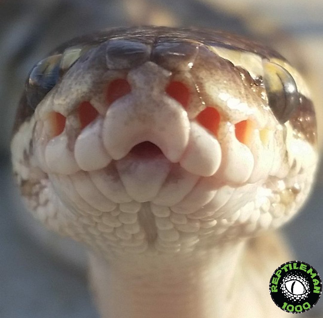 Reptileman1000's tweet image. Lilo #butterballpython #butterballpythons #ballpython #ballpythons #balls #python #snake #snakes #reptilesoftwitter