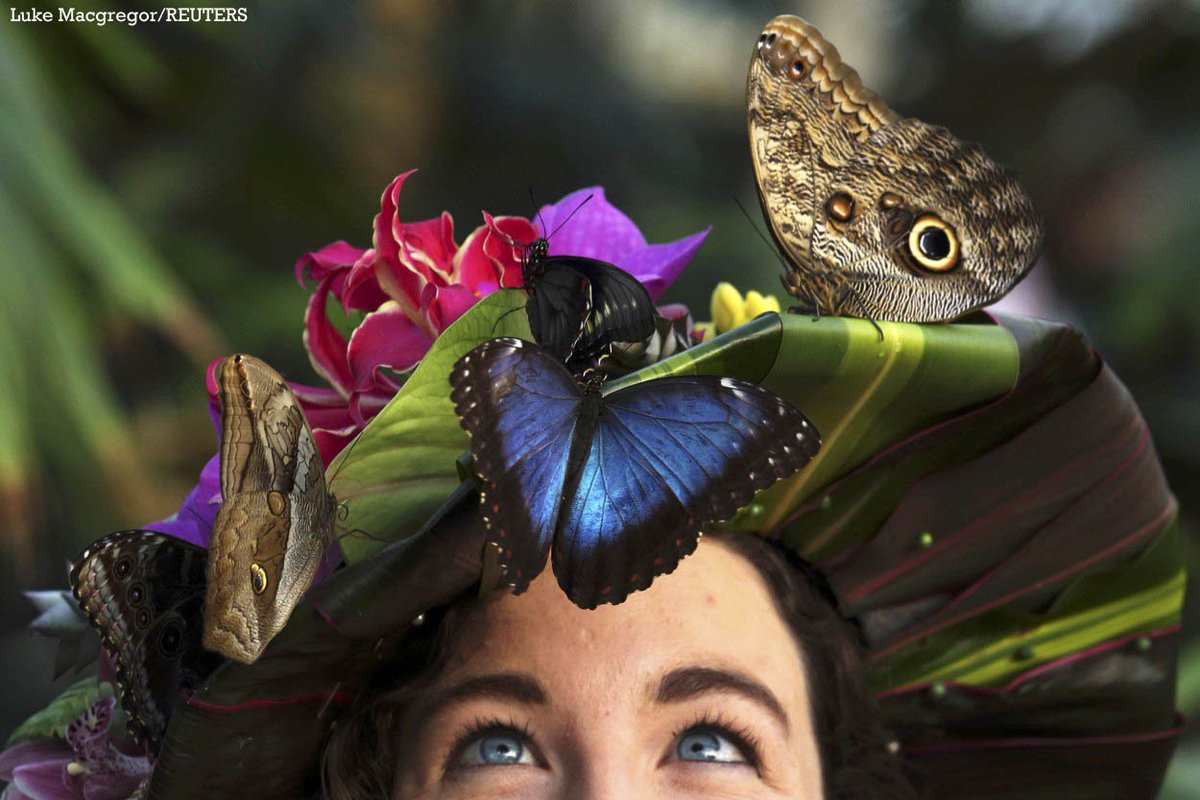 STPictures's tweet photo. #Butterflies perch on #entomologist Anna Platoni's #hat @RHSWisley pic @LukeMacGregorUK @reuterspictures #butterfly https://t.co/nRuRJzTxcb