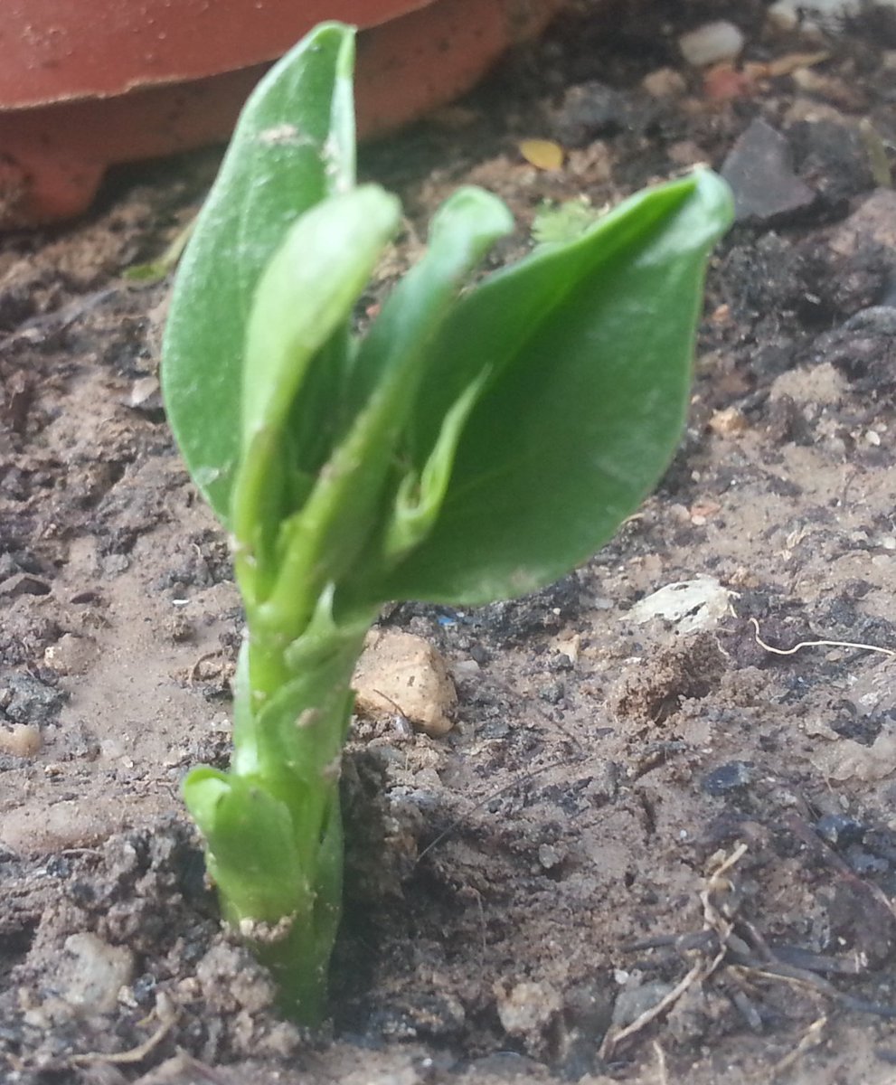 franfserrano's tweet image. Mi haba de @EscuelaDeBonsai  #PREMIOSVLOGGER #PV08