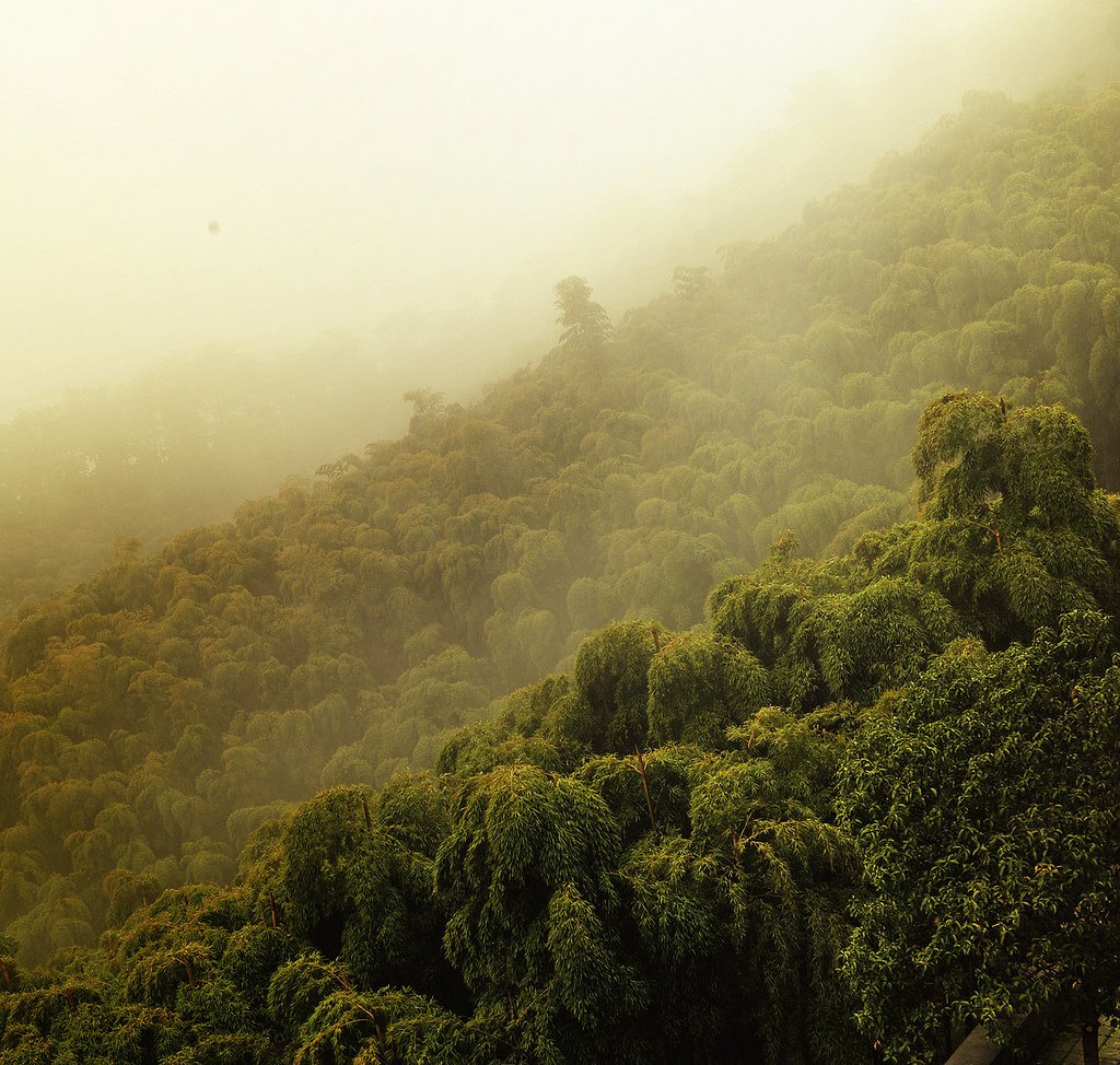 One of our own shots of the bamboo forests just 2 hours outside Shanghai. Would you like to spend a few days there?