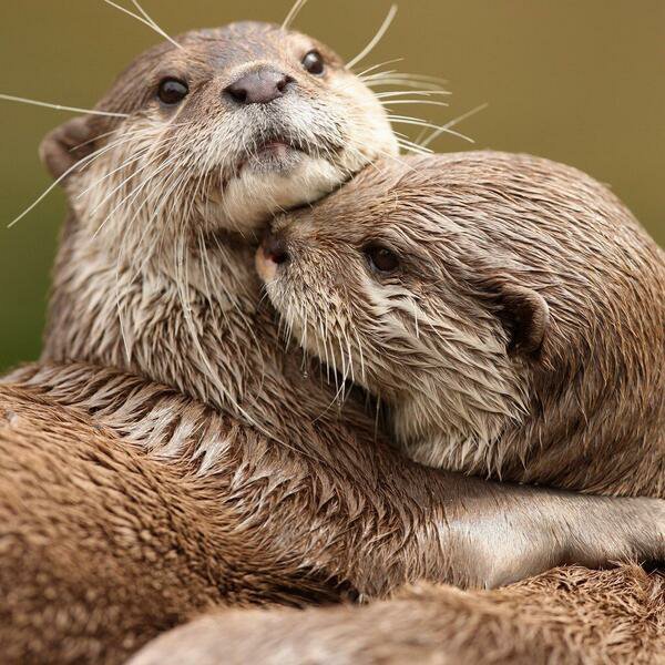 Missing my otter half https://t.co/DGgmSAL0aX