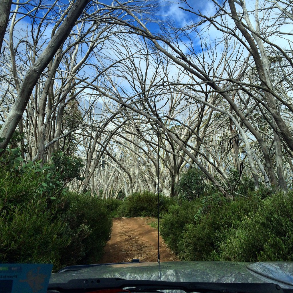 mh_harrison's tweet photo. #VictorianAlps hanging out with the snow gums and freezing above the tree line #offroad #Australia #camping https://t.co/5sDjKuILUQ